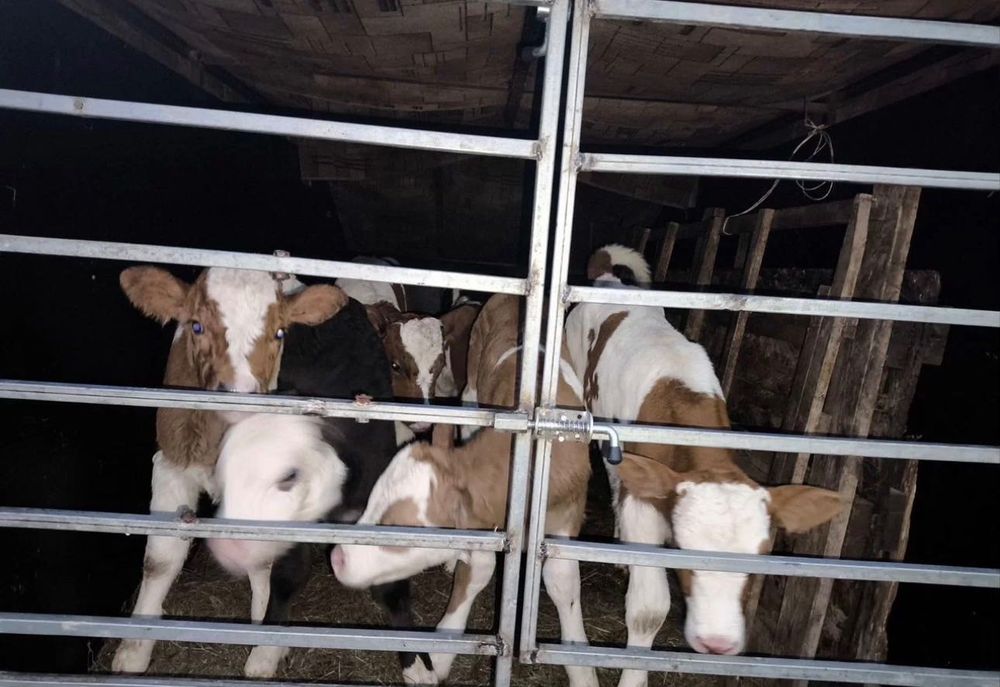 Продаётся корова симментальской породы.!!