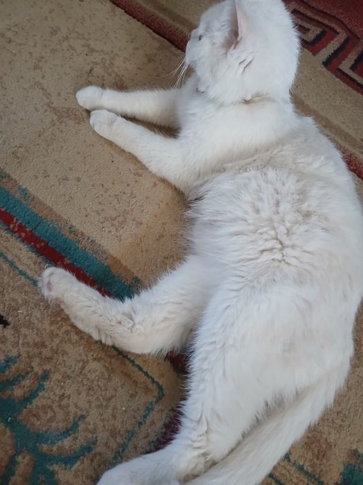Скотч фолд женский