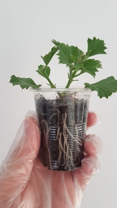 Продам укорененные  черенки пеларгонии