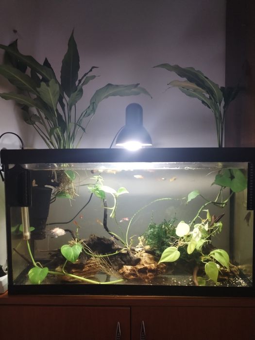 Vând acvariul 70-80 litri