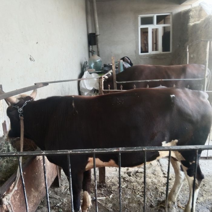 Ikkala buqani sotaman kelish tirib ham beramiz