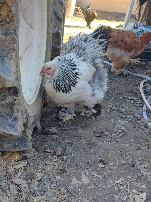 Oua incubat brahma herminat,columbia,potarnichiu, porțelan