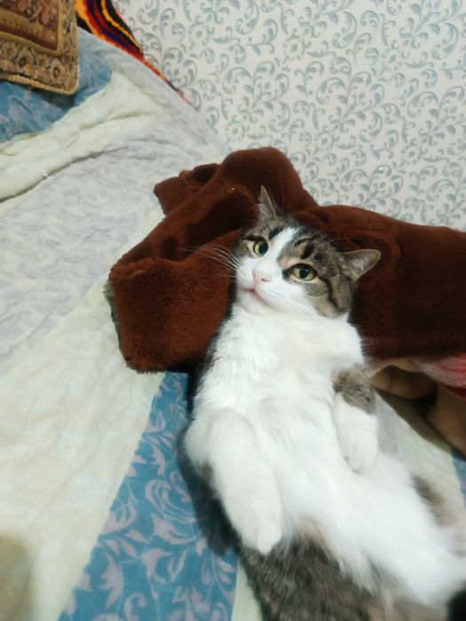 Отдам домашние кошки