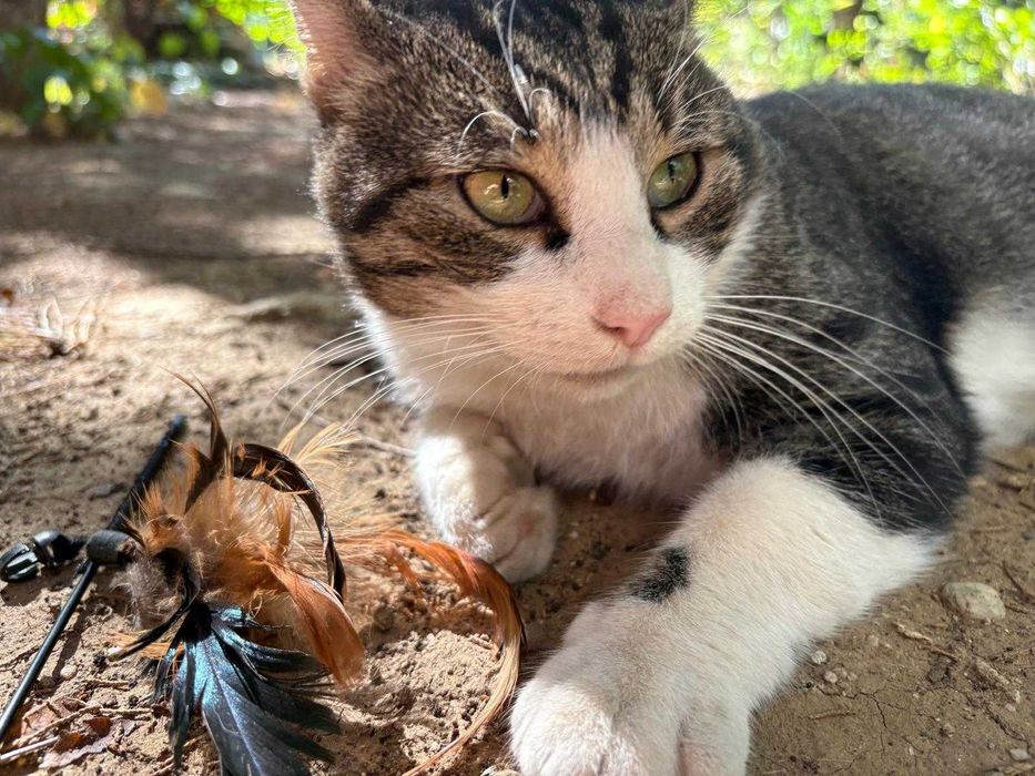 Fulg, motan de 4 ani, castrat