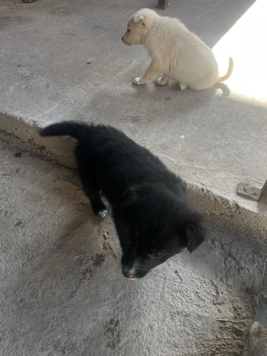 Отдам шенков в хорошие руки