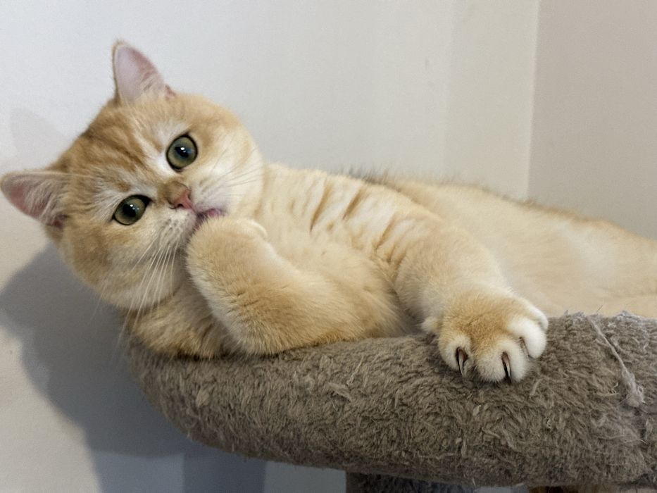 Fetita superba british shorthair golden. Pedigree WCF!