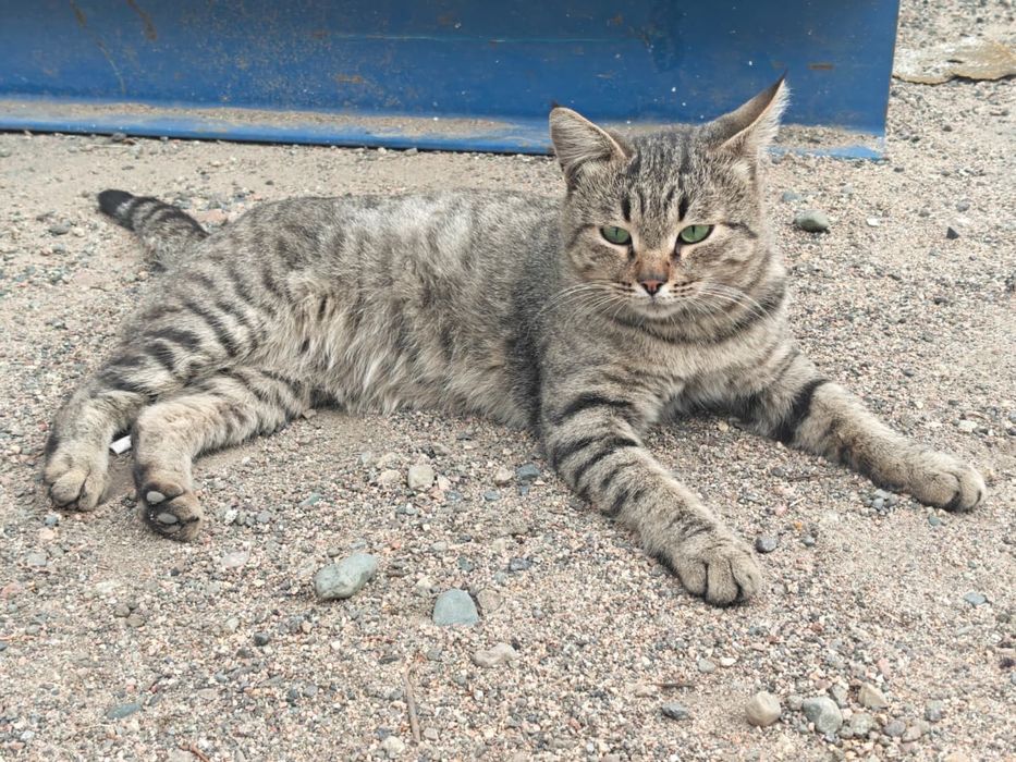 Отдам кота, в добрые руки
