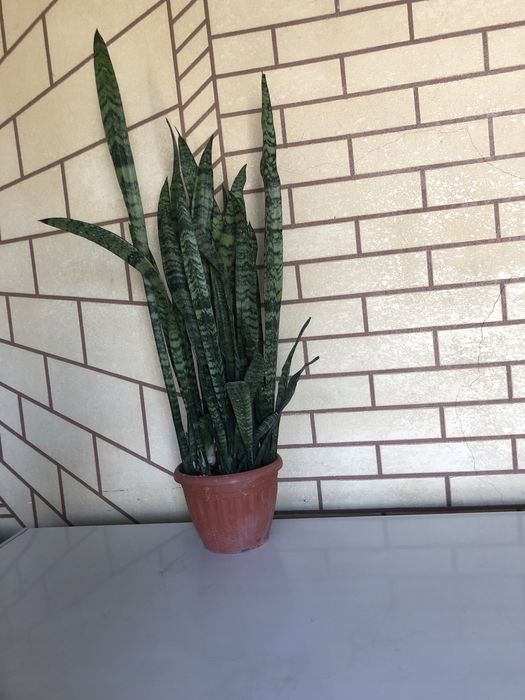 Продам комнатные цветок сансевирия