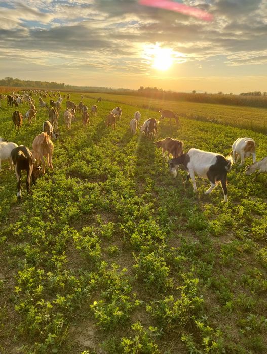 Capre metis anglo nubian de vânzare
