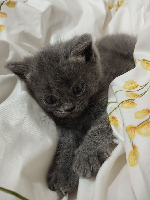 Fold va strayt mushuklar