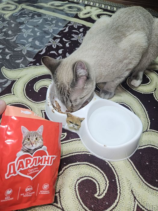 Отдам котёнка бесплатно в добрые руки