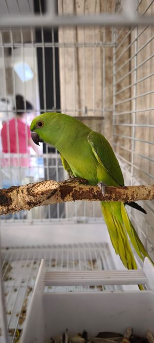 Ожереловый попугай с клеткой