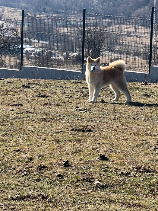 Акита ину японска