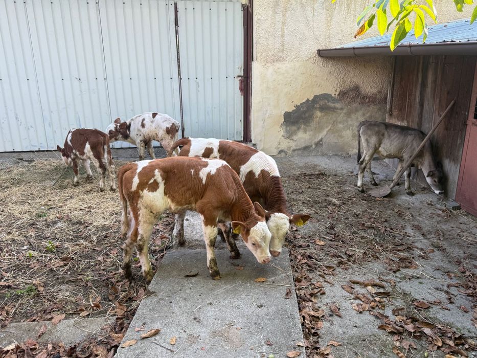 Vând 5 viței semi înțărcați