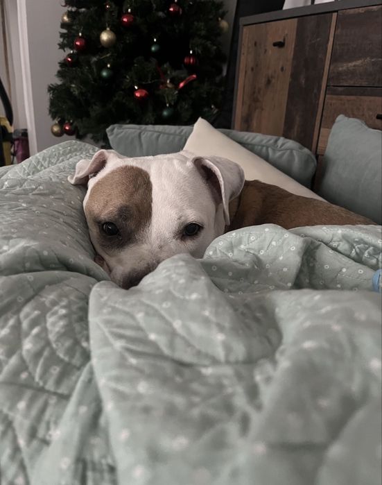 Cautam stapani amstaff