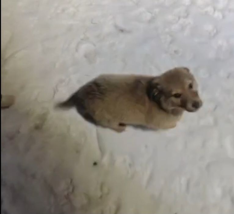 Щенки, добрые, будут небольшие