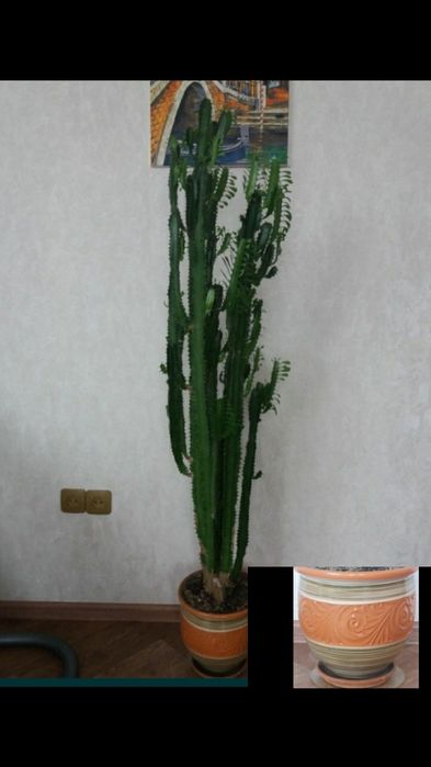 комнатные растения