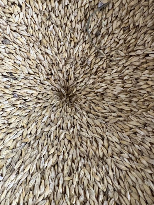 Арпа ячмен бидай пшеница   8 771/-987-99/99