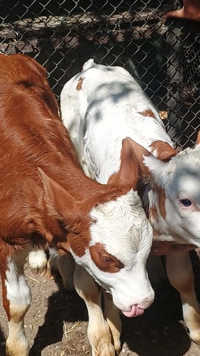 Vand un tauras si o vitea