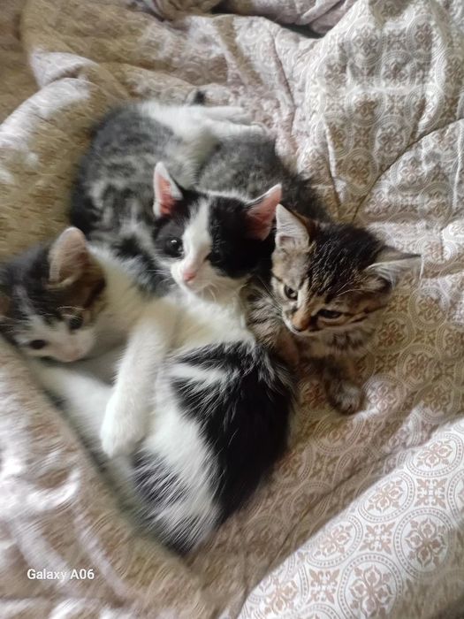 Котят отдам даром