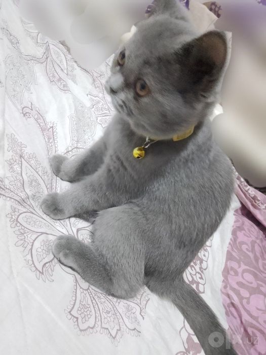 British shorthair