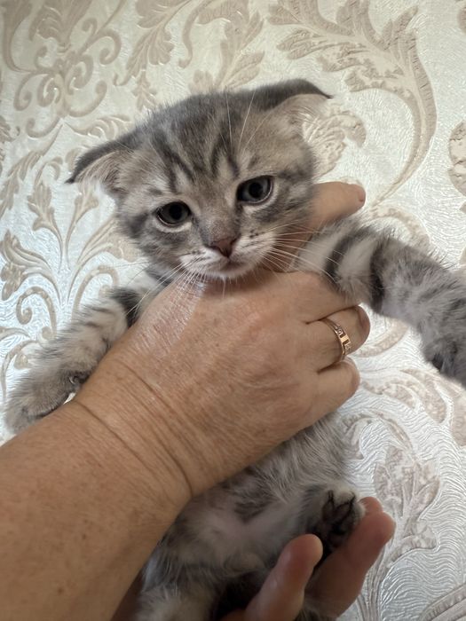 Продаются котята вислоухие. Мальчик и девочка. Возраст 1,5 месяца