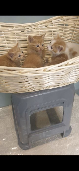 Продается котенок