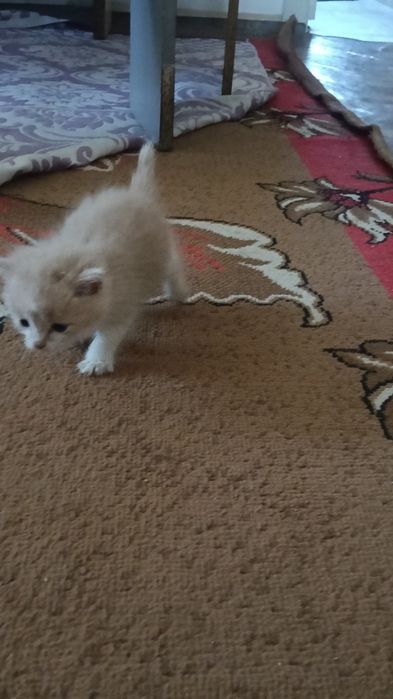 Мысық      Котята