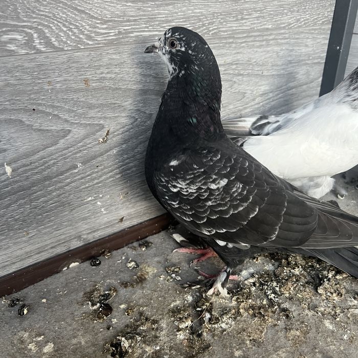 Кептер балапандары сатылады