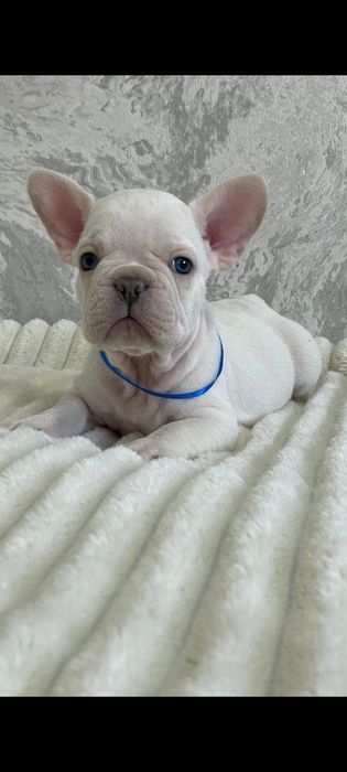 Малыш французского бульдога
