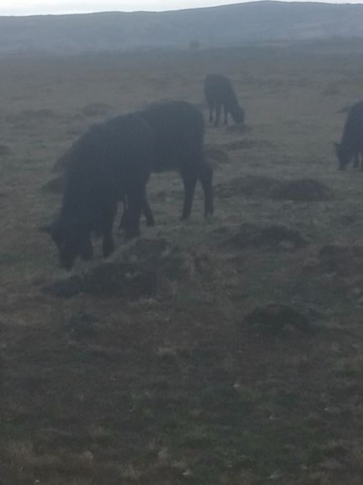Vând vitei de bivola pentru sacrificare sau pentru ținut.