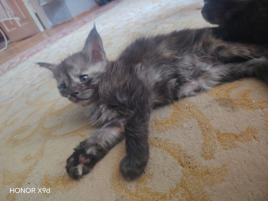 Продам Мейн-Кунов котят