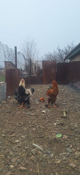 Молодые петрушки