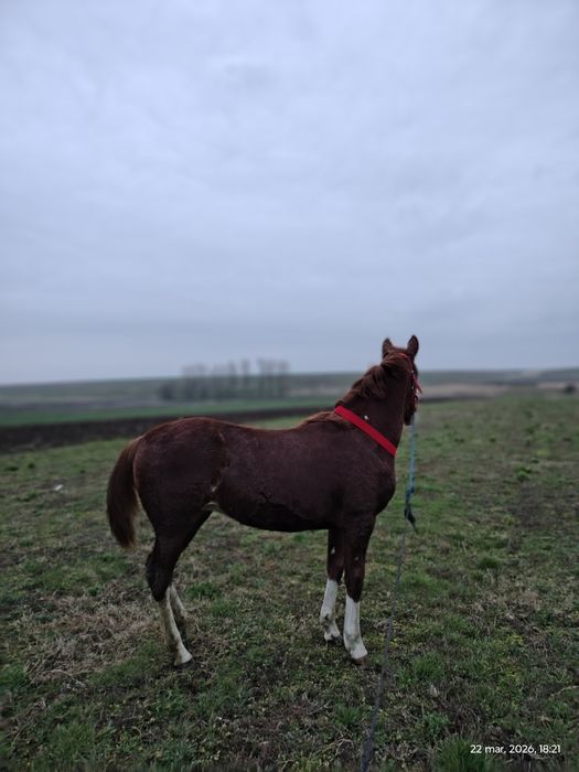 Vând sau schimb mânză