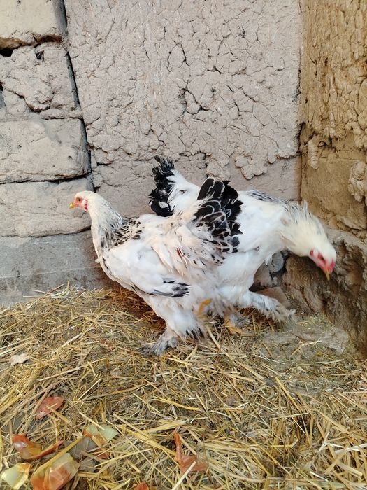 Bramma xo'rozla sotiladi