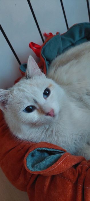 Отдам Срочно Кошечку в Добрые Руки!