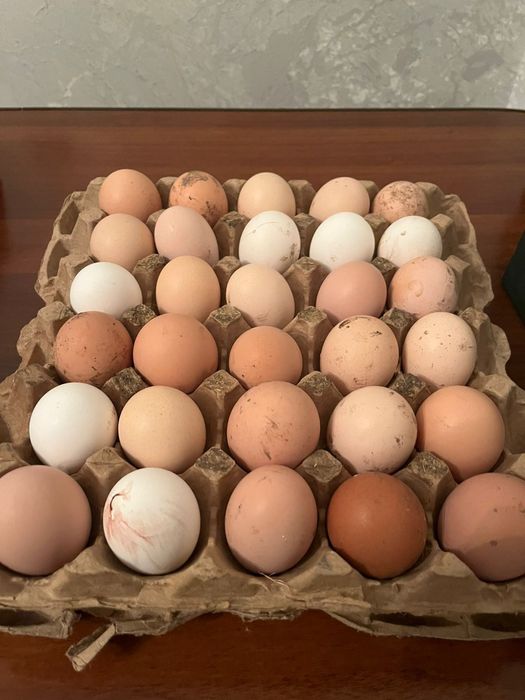 Продам инкубационное яйцо