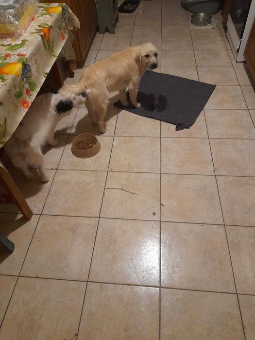 Dau spre adoptie catelusa frumoasa si iubitoare