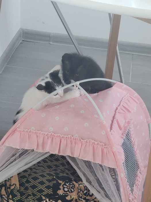Ei nu cer mult... doar o canapea și multă iubire. Adoptă!