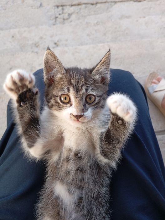 Кошка пол мальчик