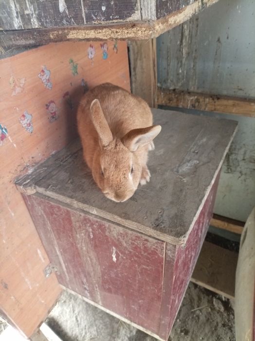 Кролик и петух декоративные