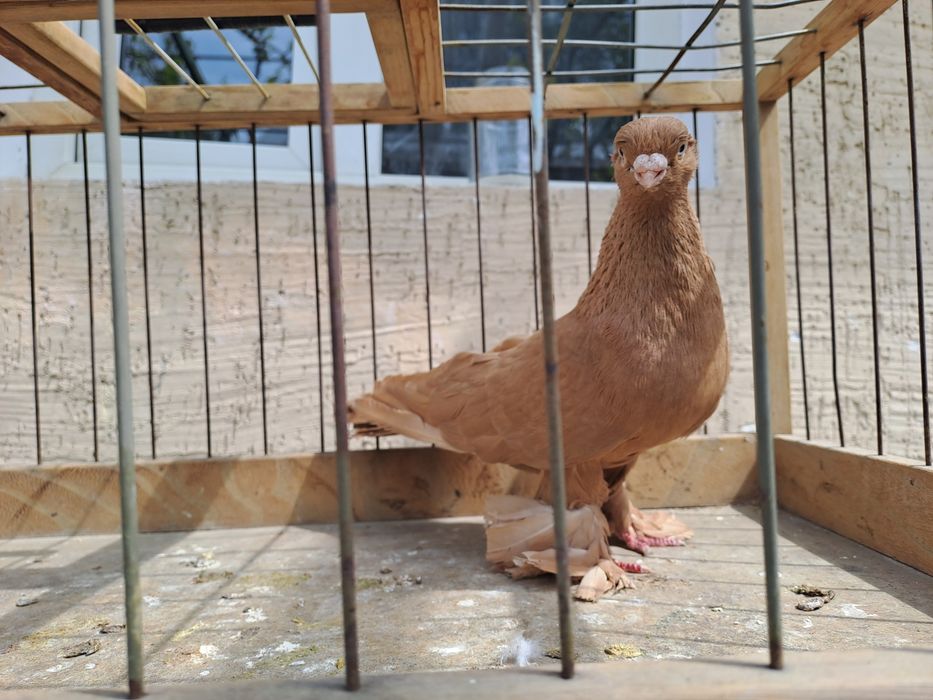 Голубь Жёлтый,молодой самец