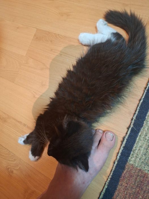 Отдам котенка в добрые руки