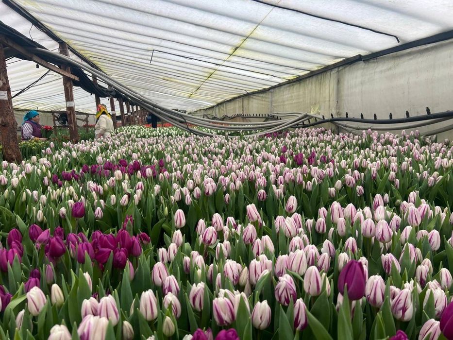 Тюльпан оптом Белорусский оптом в астане