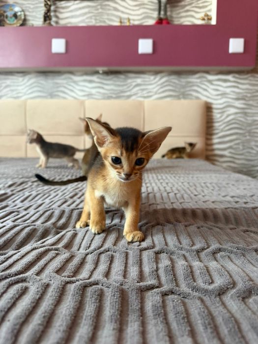 Абиссинские котята
