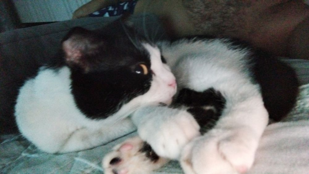 Котик полушотландец. В добрые руки
