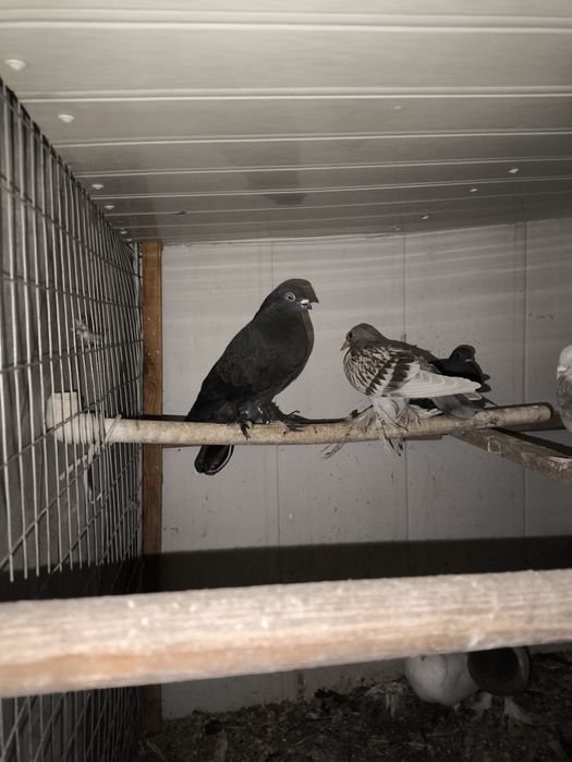 Qush:Kaptarlar sotiladi