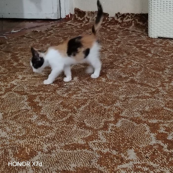В добрые руки котенок девочка 2 месяца