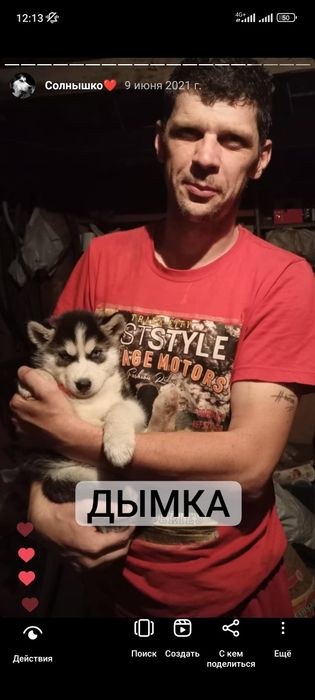 Хаски на вязку, кобель