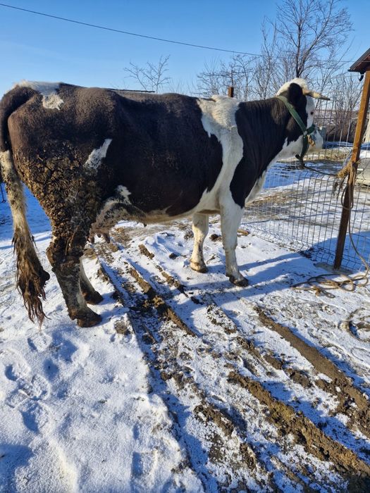 Vand vaca gestanta in 6 luni